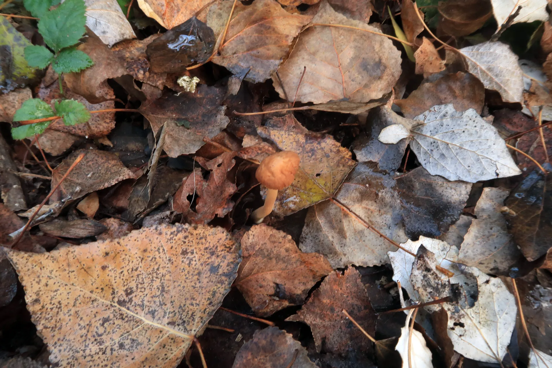 Inocybe helobia - 1 - IMG_8363